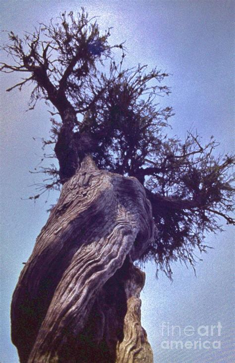 Vast portage witch tree